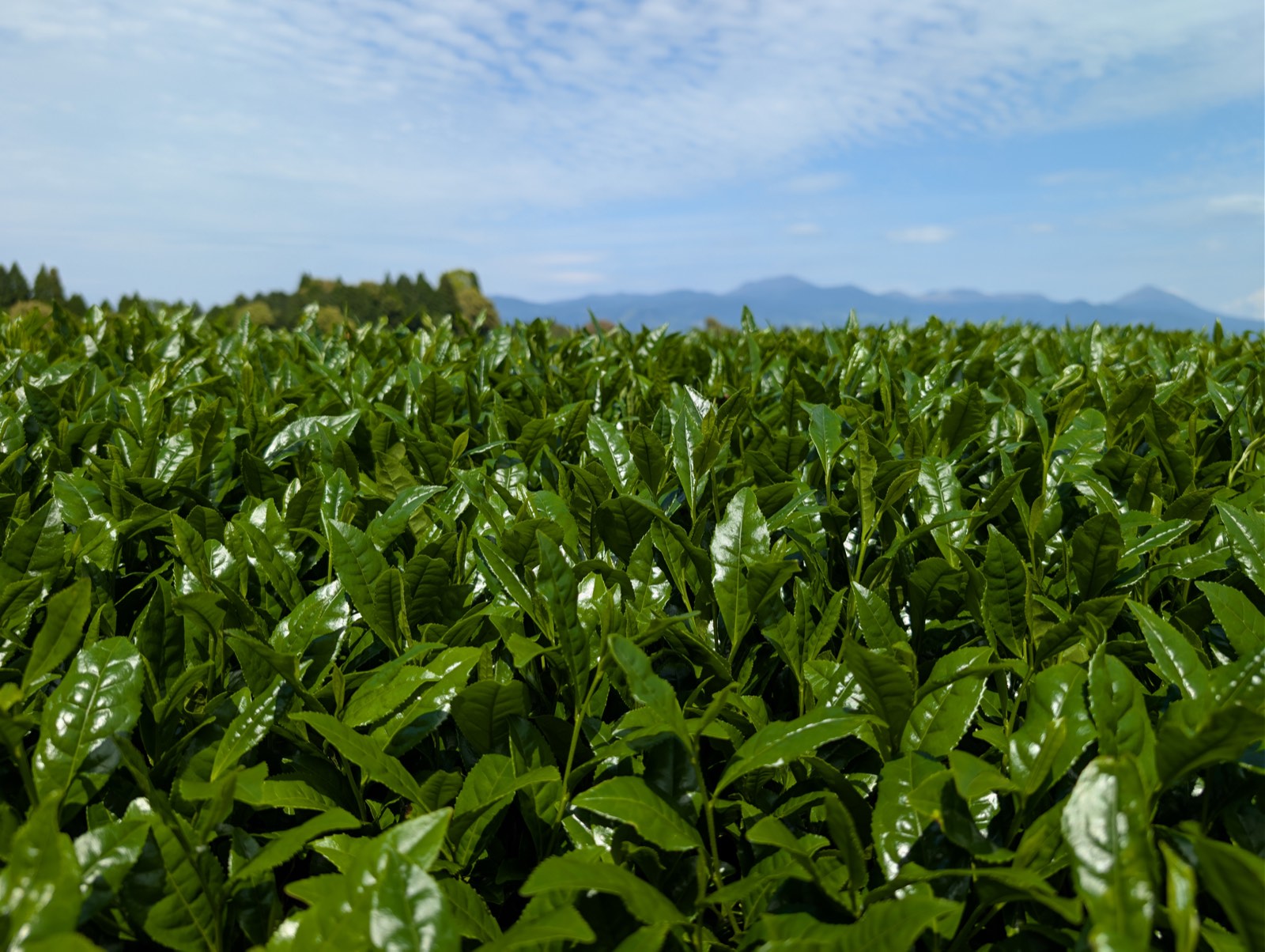 Rows of tea bushes below the mountains